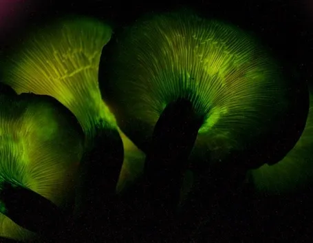 Una suggestiva immagine della luminescenza tipica dell'Omphalotus olearius