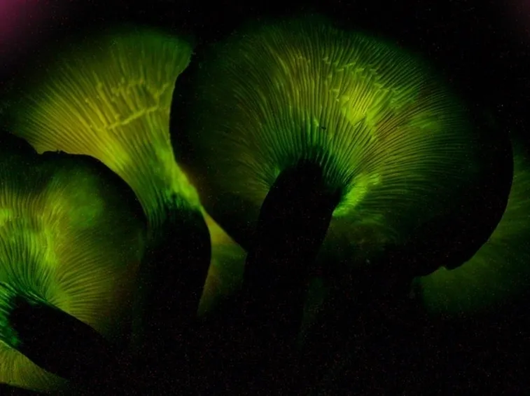 Una suggestiva immagine della luminescenza tipica dell'Omphalotus olearius