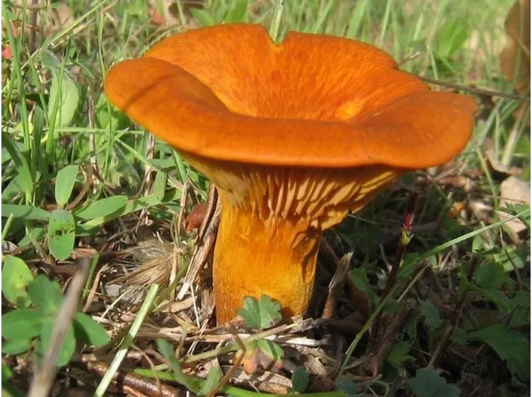 Un singolo esemplare di Omphalotus olearius, da cui si può notare la depressione centrale simile ad un ombelico