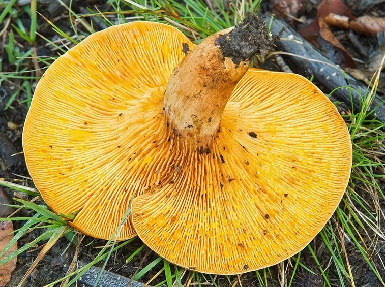Le ben evidenti lamelle dell'Omphalotus olearius, da cui lo si può distinguere dal finferlo