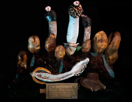 Vari esemplari in mostra, e sezione, di Phallus impudicus