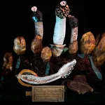 Vari esemplari in mostra, e sezione, di Phallus impudicus