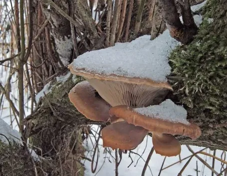 Il Pleurotus ostreatus è detto gelone perché resiste bene al freddo; qui appare sepolto dalla neve