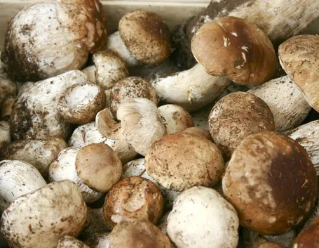 Funghi porcini appena raccolti