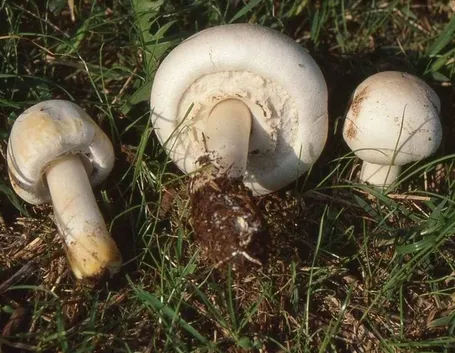 Prataiolo giallo