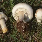Prataiolo giallo