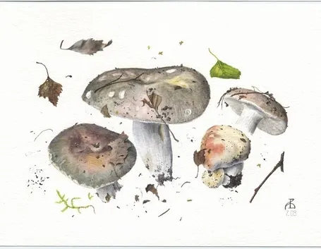 Illustrazione di Russula cyanoxantha