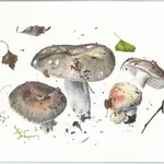 Illustrazione di Russula cyanoxantha