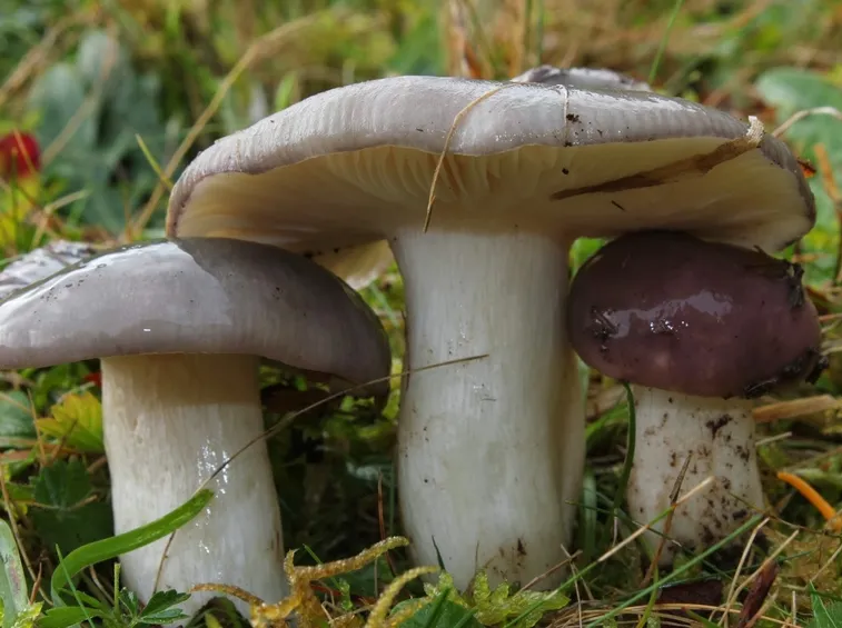 Esemplari di Russula cyanoxantha nel loro habitat naturale