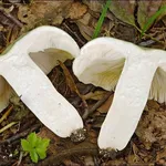 La particolare consistenza delle carni della Russula virescens