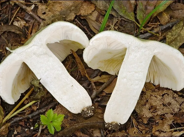 La particolare consistenza delle carni della Russula virescens