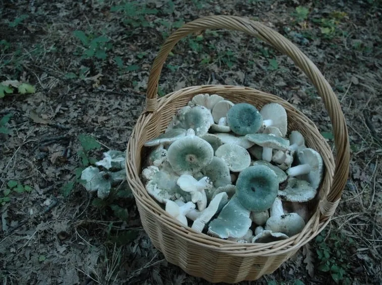 Un cestino di Russula virescens