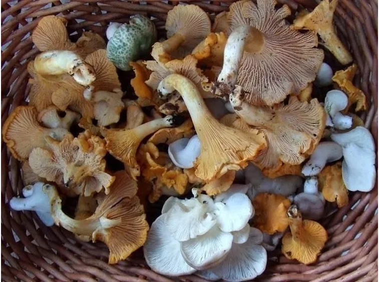 Funghi essiccati, tra cui la Russula virescens