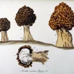 Disegno botanico della varietà Morchella Esculenta
