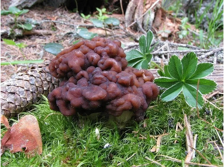 Un esemplare di Gyromitra esculenta, che si può confondere con la spugnola