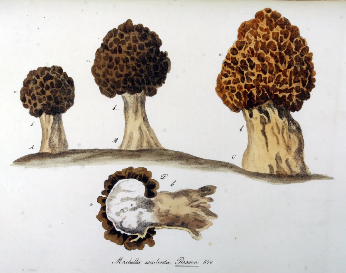 Disegno botanico della varietà Morchella Esculenta