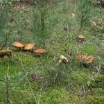 Esemplari di Suillus granulatus nel sottobosco di una pineta