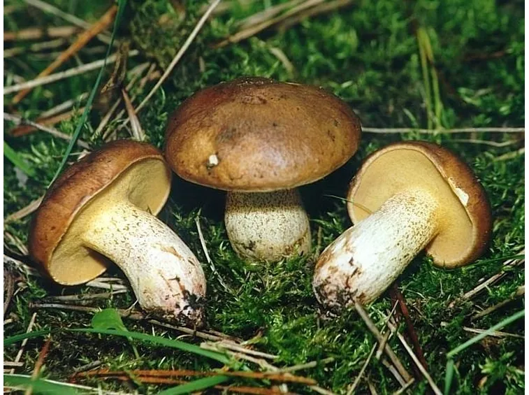 Esemplari di Suillus collinitus, specie che può essere confusa con il Suillus granulatus