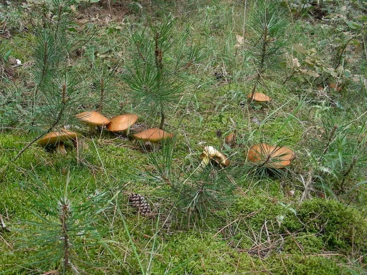 Esemplari di Suillus granulatus nel sottobosco di una pineta