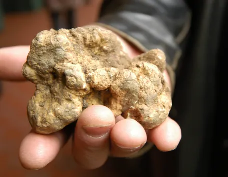 Tartufo bianco piemontese