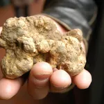 Tartufo bianco piemontese