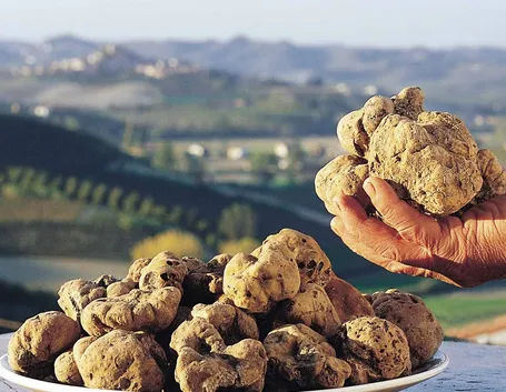 Tartufo d'Alba