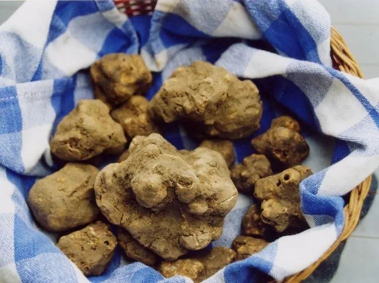 Tartufo bianco
