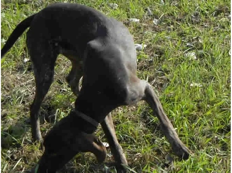 Un cane da tartufi all'opera