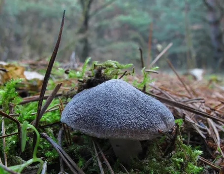 Un esemplare giovane di Tricholoma terreum