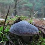 Un esemplare giovane di Tricholoma terreum