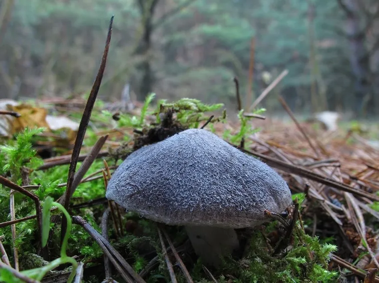 Un esemplare giovane di Tricholoma terreum