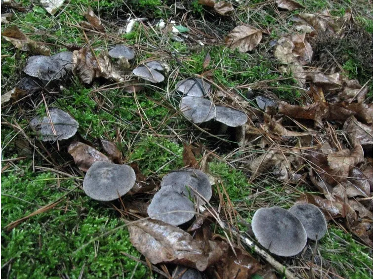 Un gruppetto di Tricholoma terreum nel sottobosco di una pineta