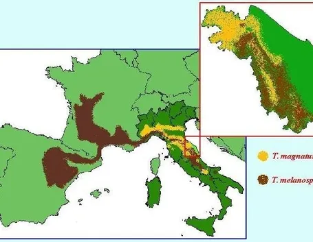 mappa di produzione del Tuber magnatum in Italia