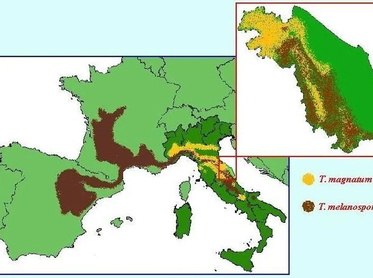 mappa di produzione del Tuber magnatum in Italia