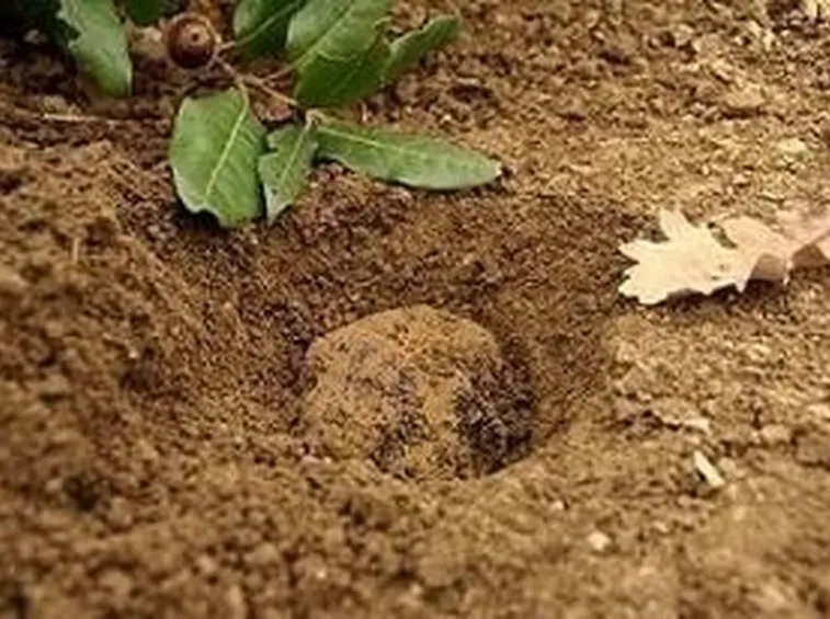 Ritrovamento di un tartufo