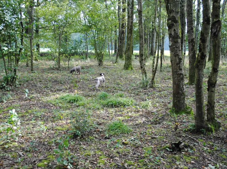 Cani alla ricerca di tartufi in un bosco di latifoglie