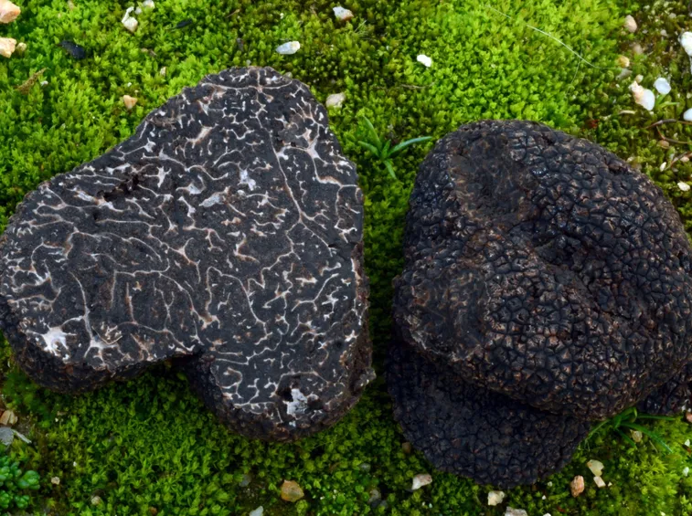 Aspetto esterno ed interno di un Tuber melanosporum
