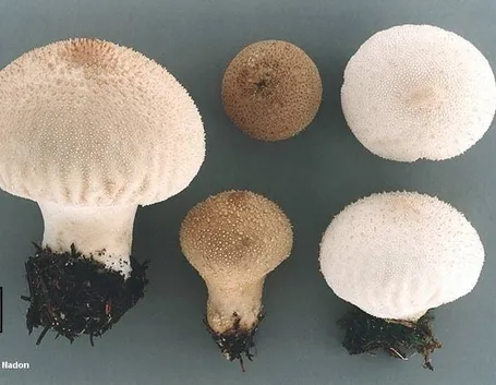 Struttura della Vescia