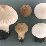 Struttura della Vescia