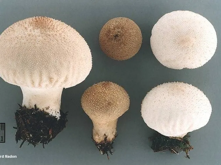 Struttura della Vescia