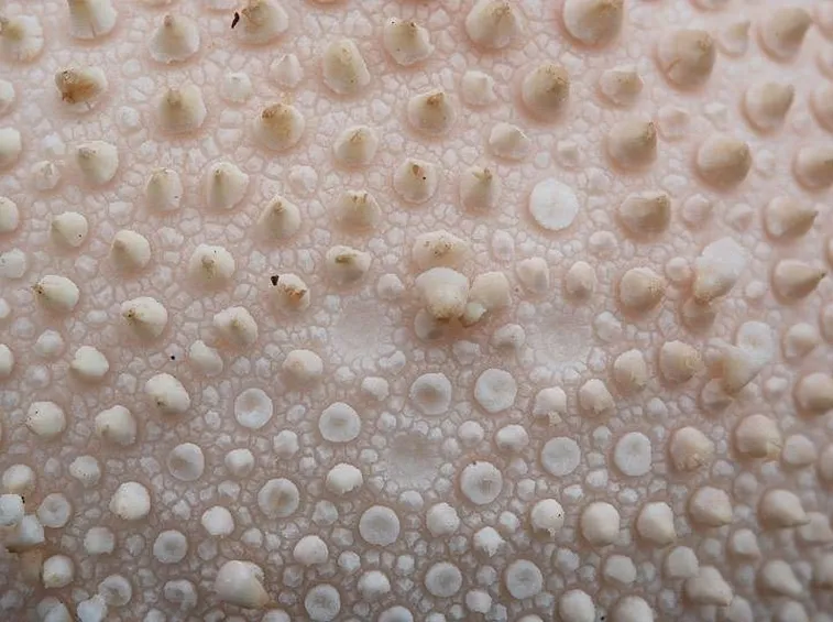 Dettaglio Vescia