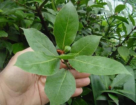 alloro