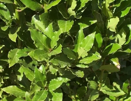 siepe verde di alloro