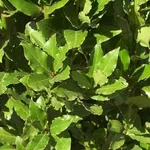 siepe verde di alloro