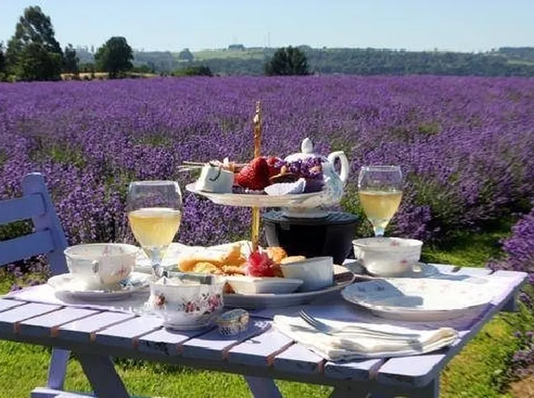 infuso di lavanda