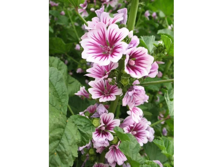 Fiori di malva