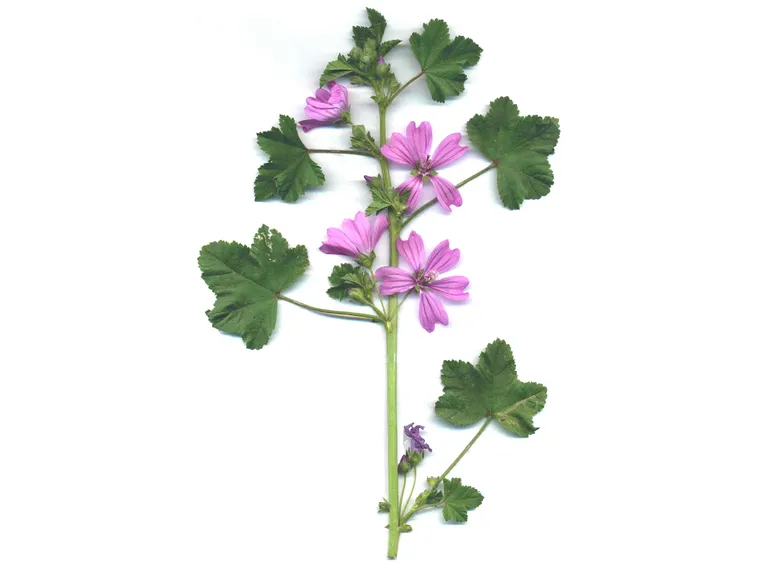 Pianta di malva