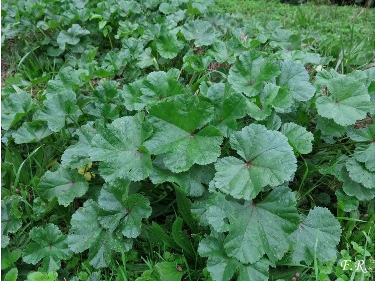 Foglie di malva