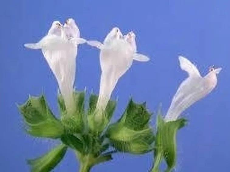 Fiore di melissa officinalis
