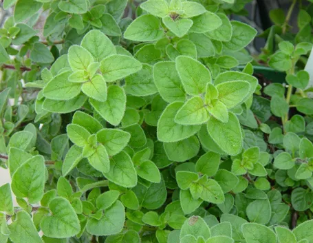 Pianta di origano
